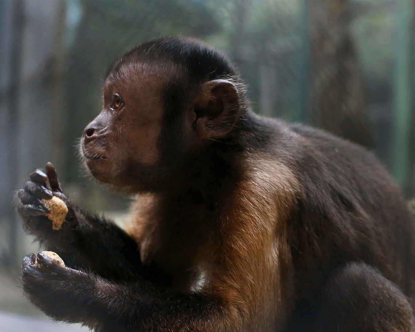 CHARLY-BLACK-FACED CAPUCHIN Baby