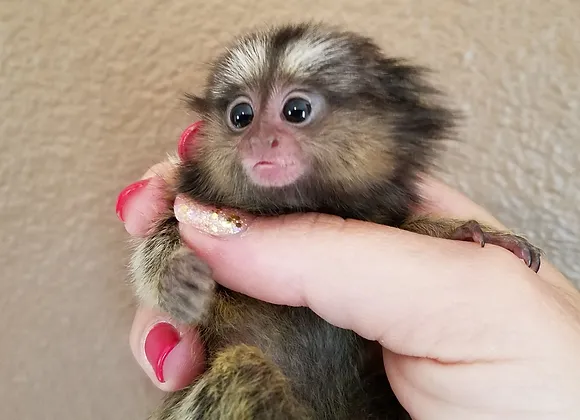 Adorable Female Marmoset Monkeys for Sale