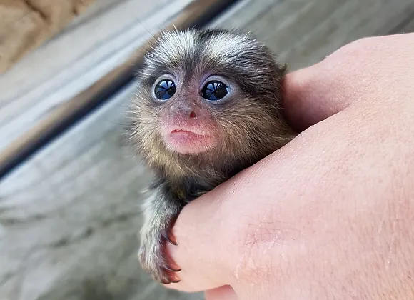 Adorable Female Marmoset Monkeys for Sale