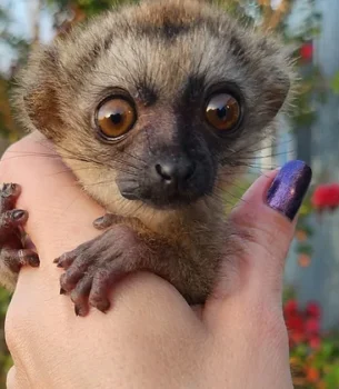 Lulu- Brown Lemur Female Baby PRICE