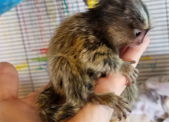 Adorable Female Marmoset Monkeys for Sale