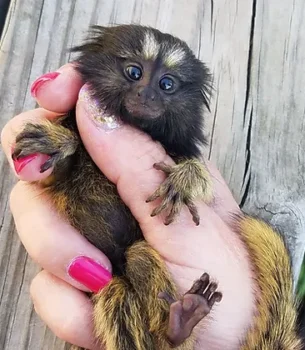 Petrie – Marmoset Male PRICE