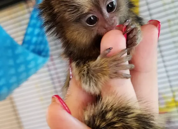 Adorable Female Marmoset Monkeys for Sale