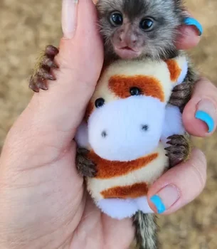 Cuddles – Marmoset Female