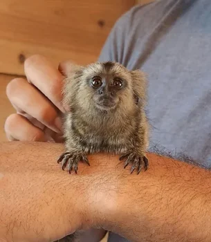 Chevy – Marmoset Male PRICE