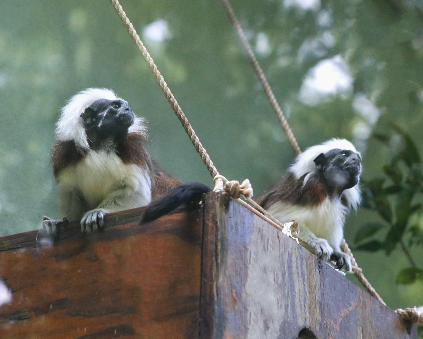 COCO & BONGO-Cotton head tamarin Baby