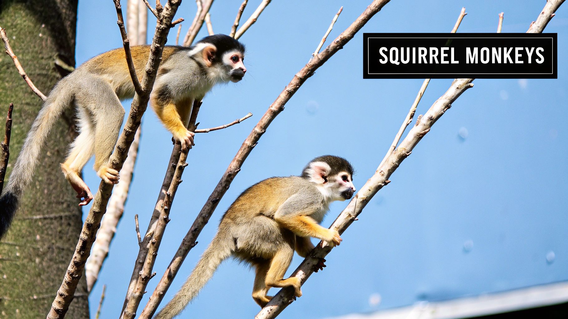 Squirrel Monkeys