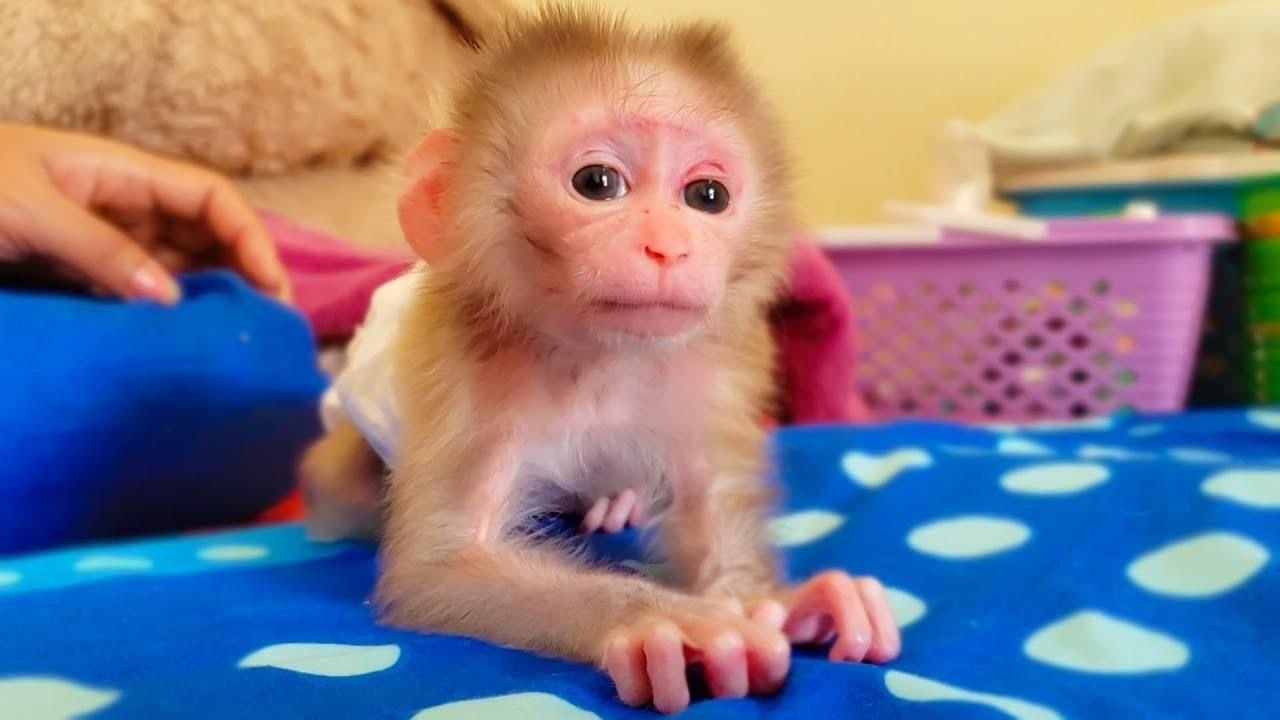 Marcus – Male Macaque Adventurer