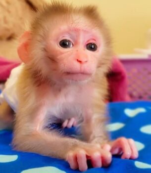 Marcus – Male Macaque Adventurer