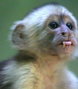 KIMI-White-faced capuchin Baby