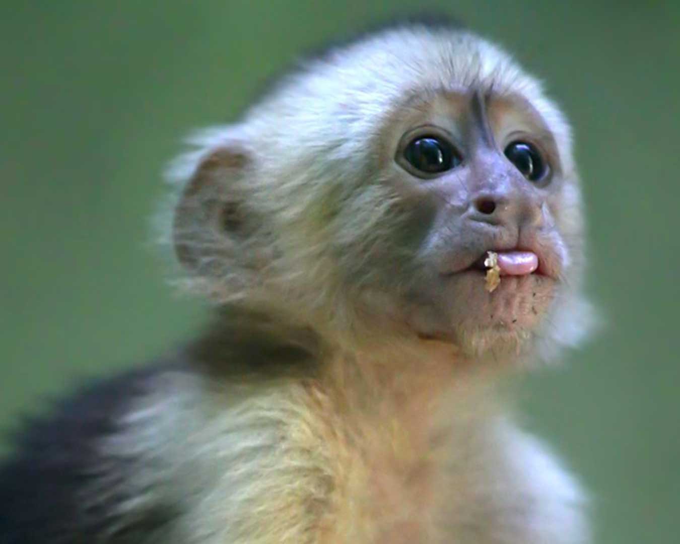 KIMI-White-faced capuchin Baby