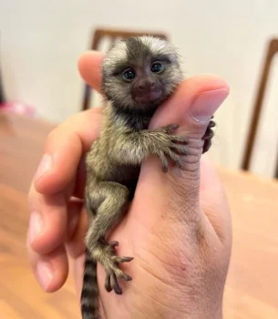 Liza : Female finger monkey
