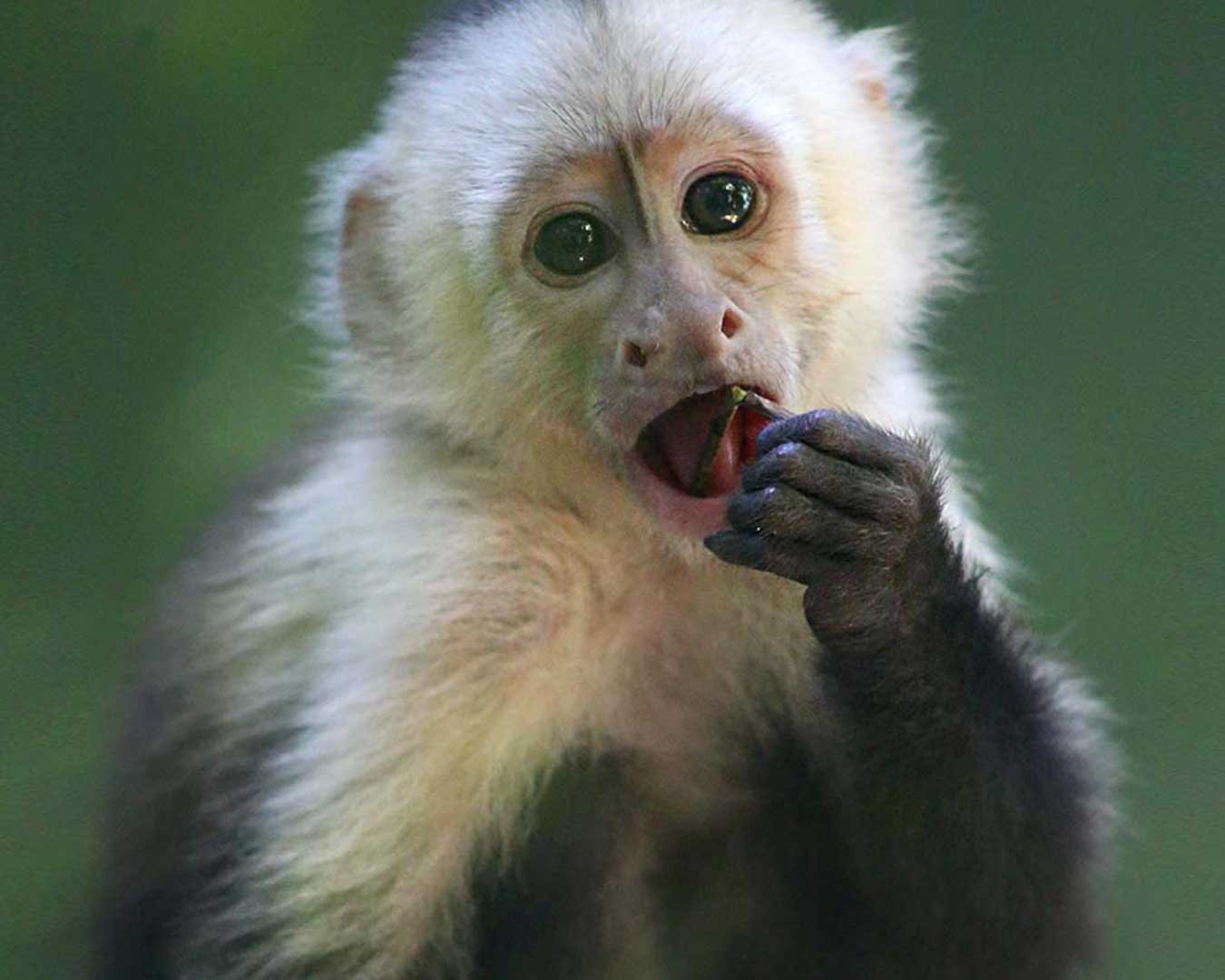 KIMI-White-faced capuchin Baby