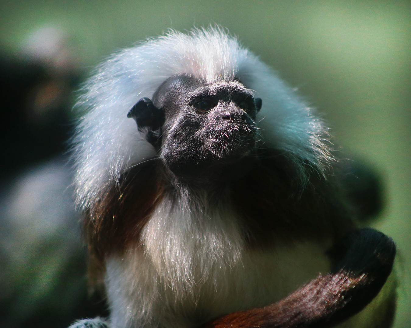 COCO & BONGO-Cotton head tamarin Baby