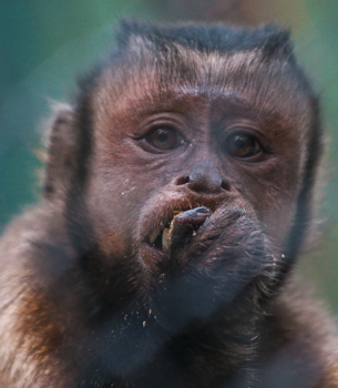 CHARLY-BLACK-FACED CAPUCHIN Baby