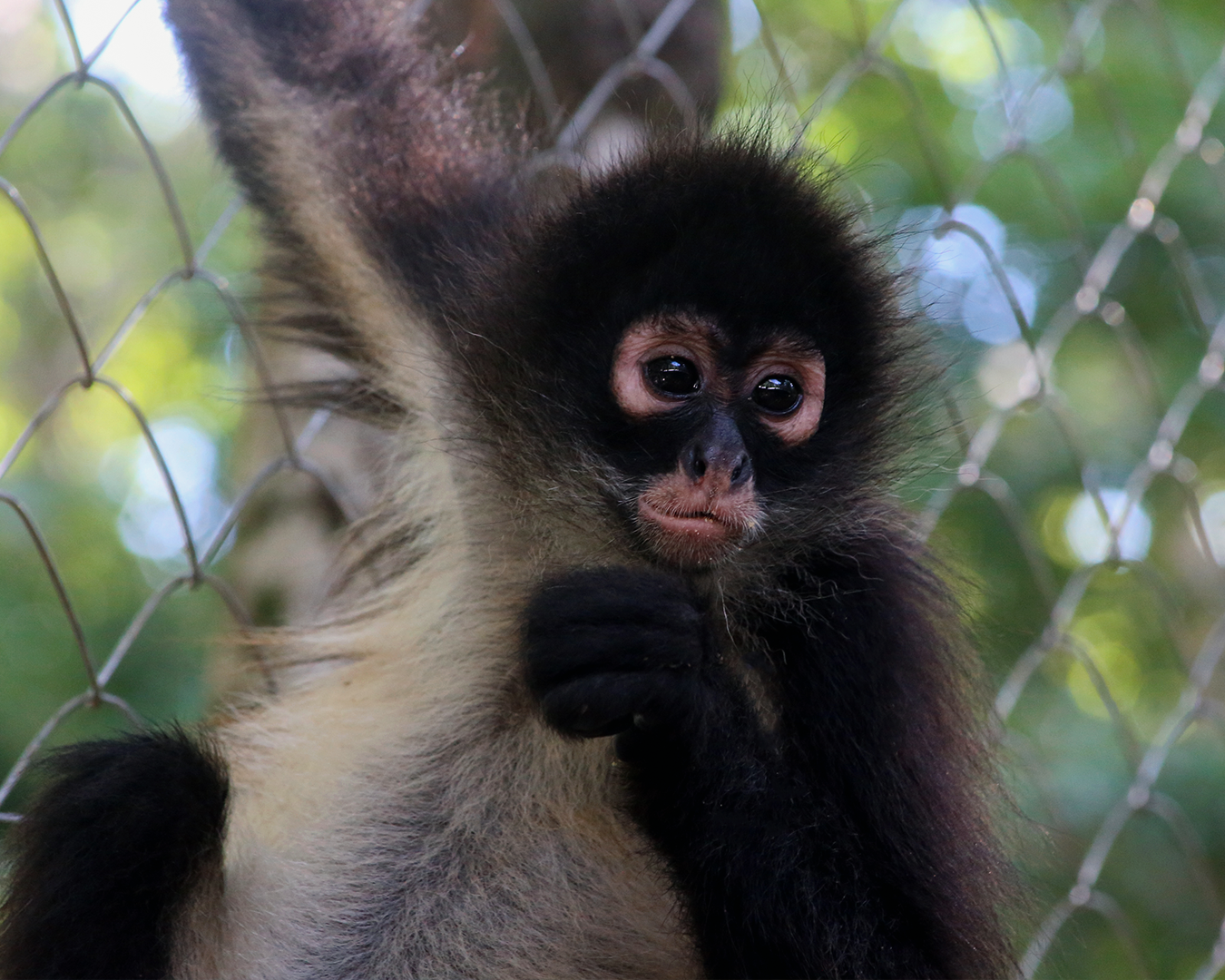 CATALINA-Spider Monkey Baby