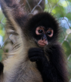 CATALINA-Spider Monkey Baby