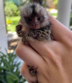 Cheerful Amazonian Marmoset Monkey for Sale – Sunny, Female, 8 Months Old