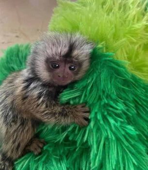 Sweet Female Common Marmoset Monkey for Sale – Nina, Female, 10 Months Old