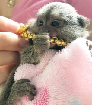 Beautiful Pygmy Marmoset Monkey for Sale – Hazel, Female, 8 Months Old