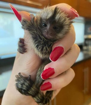 Playful Pygmy Marmoset Monkey for Sale – Coco, Male, 6 Months Old