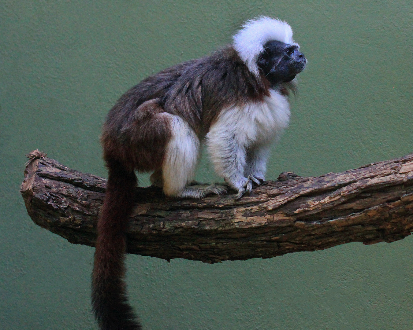COCO & BONGO-Cotton head tamarin Baby