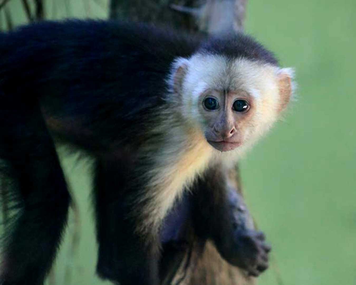 KIMI-White-faced capuchin Baby
