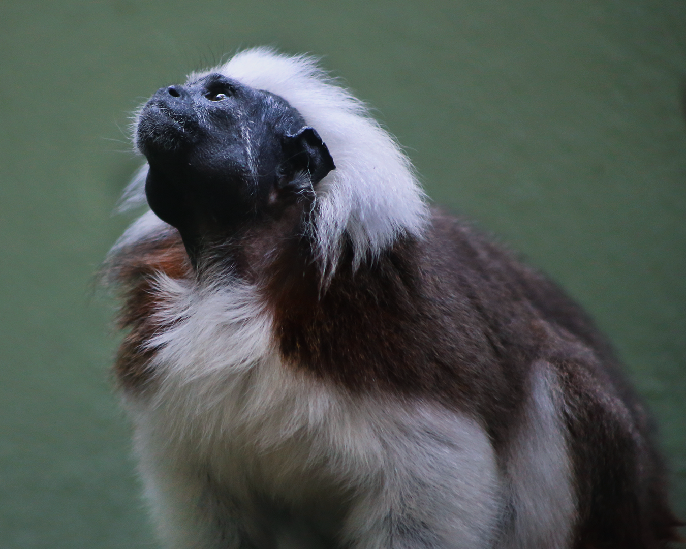 COCO & BONGO-Cotton head tamarin Baby