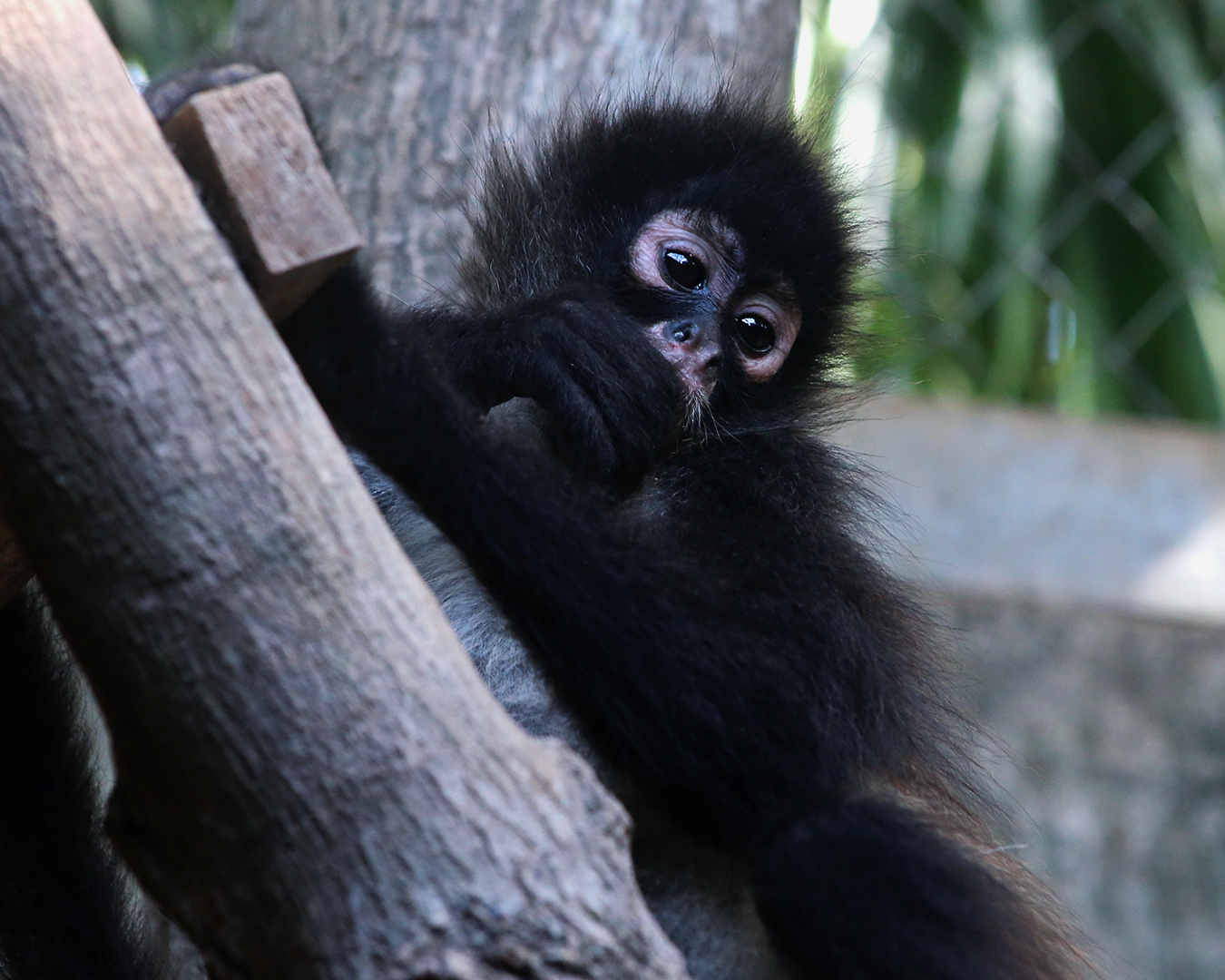 CATALINA-Spider Monkey Baby