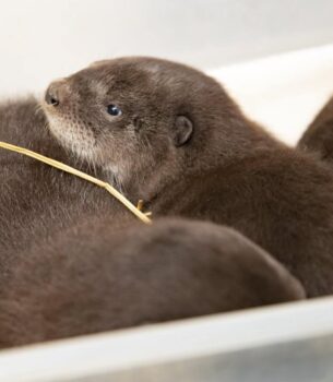 Baby River Otters Available Now at PrimatePet