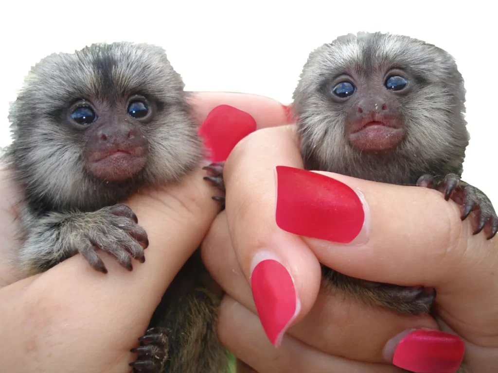 Finger Monkey Price and Ownership Guide for 2025